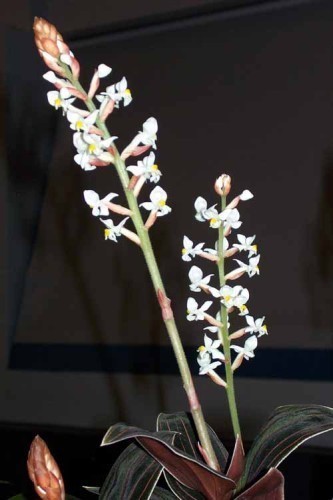Ludisia discolor